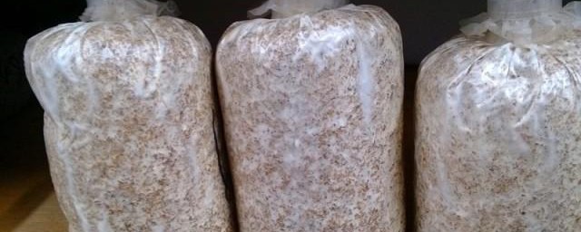 菌种保存方法 如何保存菌种