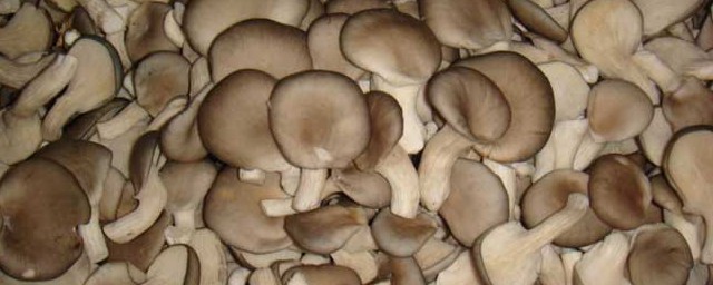平菇的功效与作用 平菇的好处