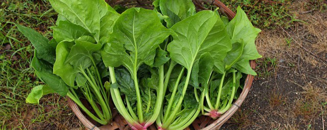 菠菜如何处理 菠菜买回来需要如何处理