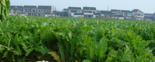 雪里红和芥菜的区别 雪里红和芥菜的区别简介