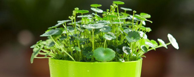 土养植物养殖办法 土养植物养殖要领介绍