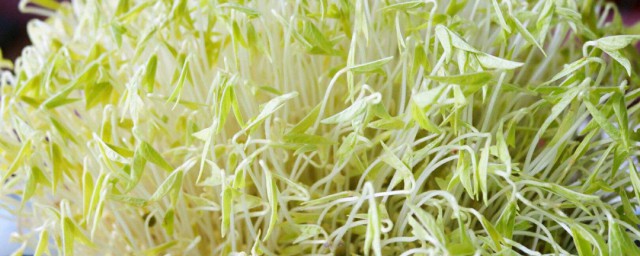 绿豆芽催芽技巧 绿豆芽怎样催芽