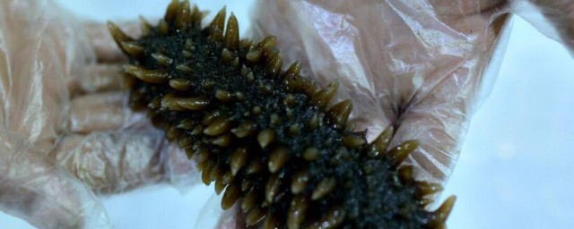 盐海参的泡发技巧诀窍 盐海参怎样泡发