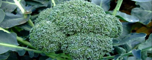 西兰花的生长环境 西兰花的生长环境是什么