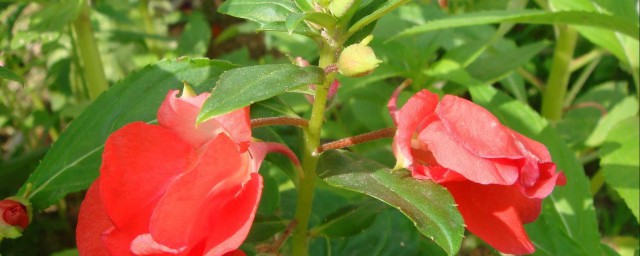 凤仙花扦插有几个要领 如何扦插种植凤仙花