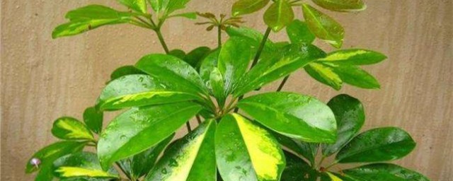 鹅掌木叶子一直变枯黄掉落怎样办 鹅掌木叶子发黄的原因及解决技巧