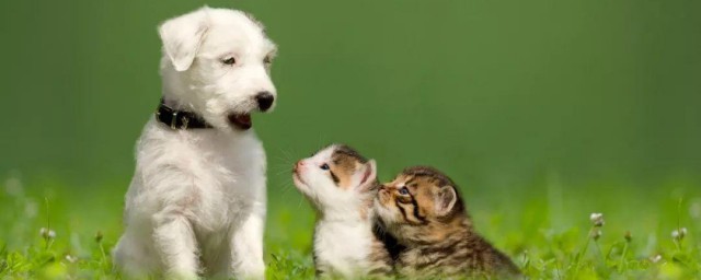 孕期猫狗怎样办 孕期猫狗有什么处理办法