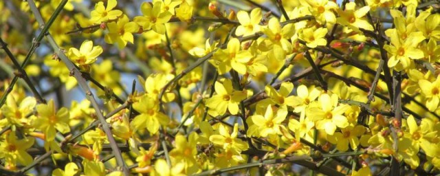 迎春花在广东会开花吗 迎春花在广东会开花介绍