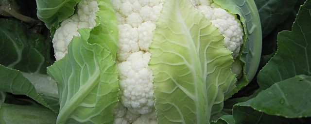 冬季菜花的家庭保存方式 冬季怎么长时间保存菜花不坏