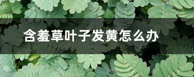 含羞草叶子发黄怎样办 含羞草叶子发黄的处理技巧