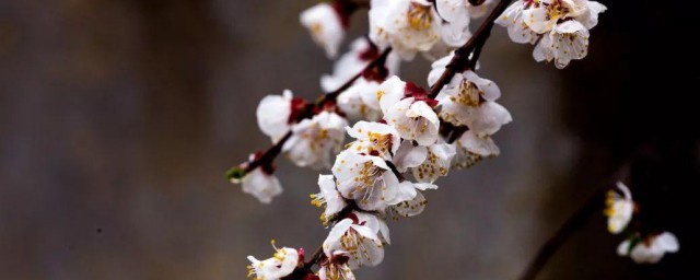 一陂春水绕花身是描写梅花的吗 梅花简介