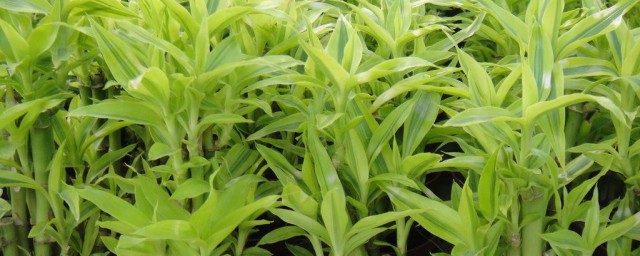 金点竹植物养殖方式 金点竹植物如何养殖