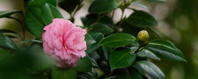 大型盆栽茶花的养殖技巧 大型盆栽茶花怎样养殖