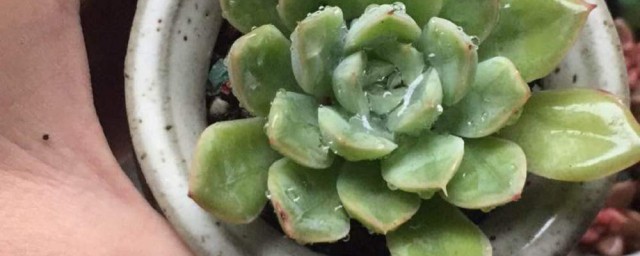 月亮仙子繁殖技巧 繁殖月亮仙子的诀窍