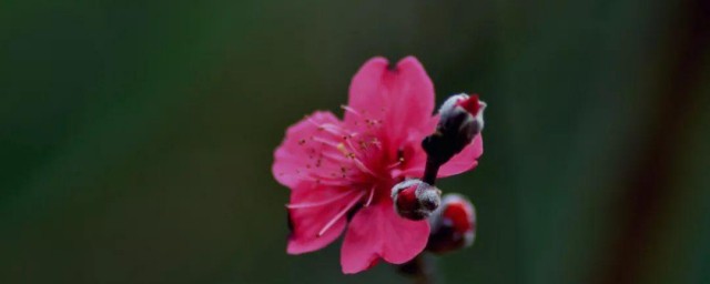 等花开什么意思 介绍等花开什么意思