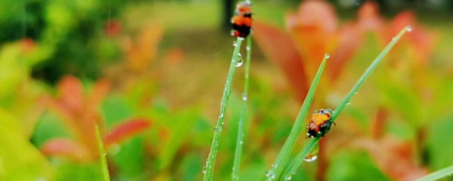描写风雨中美景的句子 描写雨中美景的句子有哪些