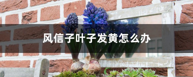 风信子黄叶怎样办 风信子叶子发黄的解决技巧