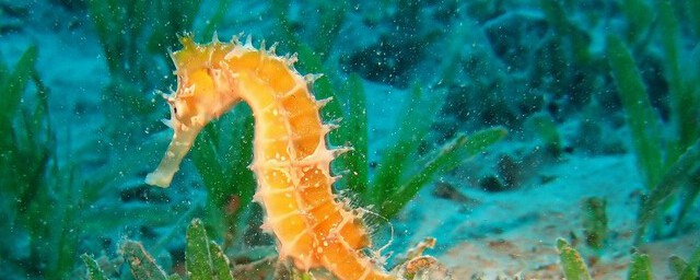 海马的简介 海马的简介