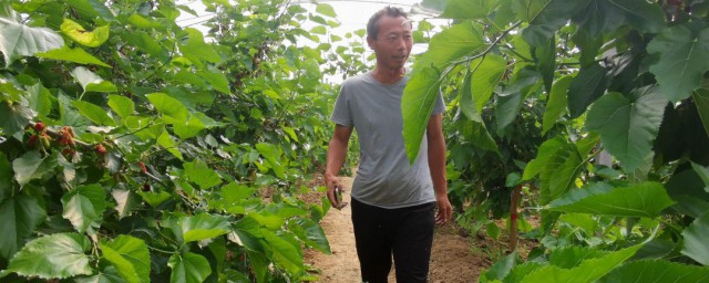 桑葚的种植行距和技巧 桑葚树的种植技巧间距多大为宜