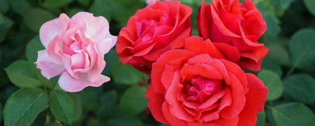 冬季月季花盆栽的养殖技巧 盆栽月季花冬季怎样养护