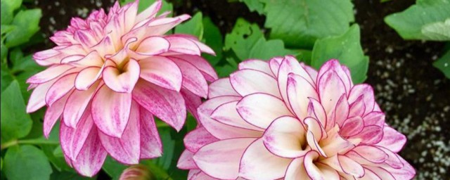 大丽花冬季保存技巧 大丽花冬季怎样保存