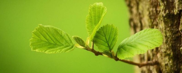 为什么动物会停止生长但植物不会 动物会停止生长但植物不会的原因简介