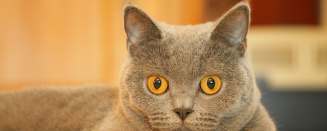 小猫咪能有什么坏心思呢是什么意思 小猫咪能有什么坏心思呢意思简述