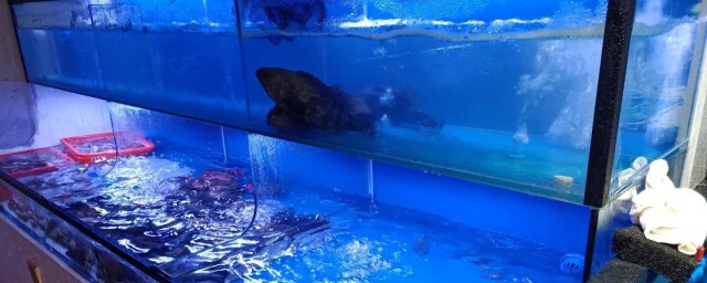 鱼缸里的海鲈鱼养殖技巧 简介鱼缸里的海鲈鱼养殖技巧
