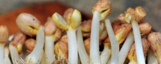 花生芽没炒熟能吃吗 花生芽没炒熟是否能吃