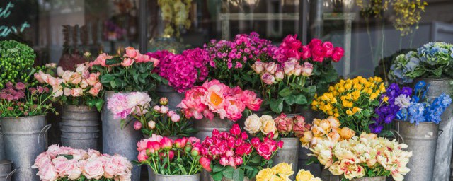 迎春花市宣传语 迎春花市宣传语推荐