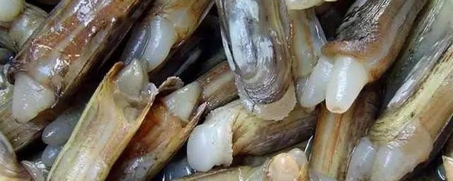 蛏子冷冻后还能吃吗 蛏子能不能冷冻