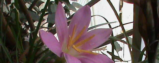 独蒜花的养殖要领 养护独蒜花方式
