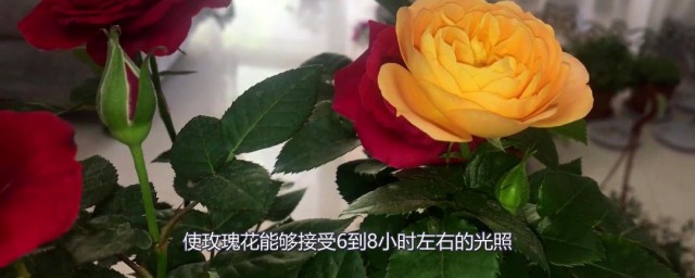 家庭玫瑰花种植技巧 玫瑰花怎样种植