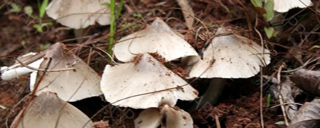 刚采的鸡枞菌怎么保鲜 存放鸡枞菌妙招