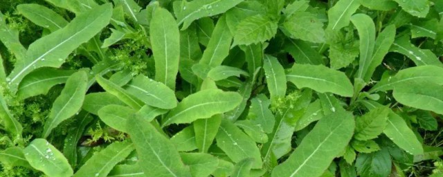 新鲜苦菜如何保鲜 新鲜苦菜如何保鲜