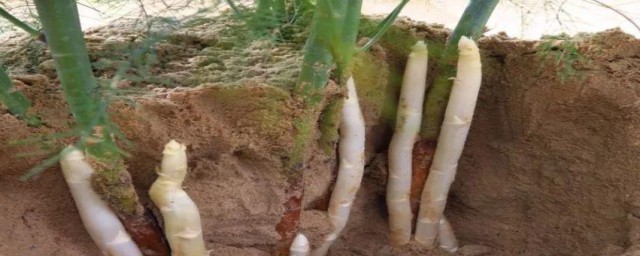 白芦笋怎么保鲜 存放白芦笋步骤