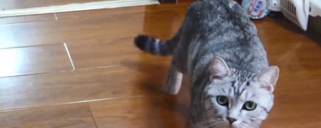 猫咪非常爱叫怎样解决 怎样解决猫咪非常爱叫