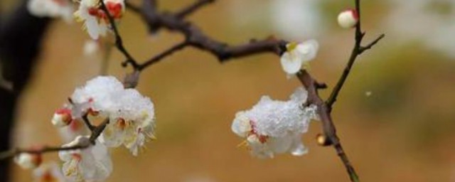 地栽龙游梅花养殖技巧 龙游梅花怎样养