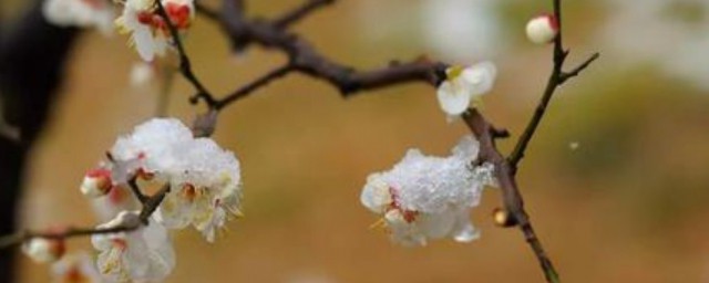 地栽龙游梅花养殖方法 龙游梅花怎么养