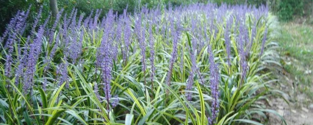 花土偏碱性怎么解决 花土偏碱性改善要领