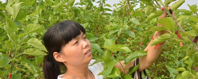 桑苗种植技巧 桑苗种植法