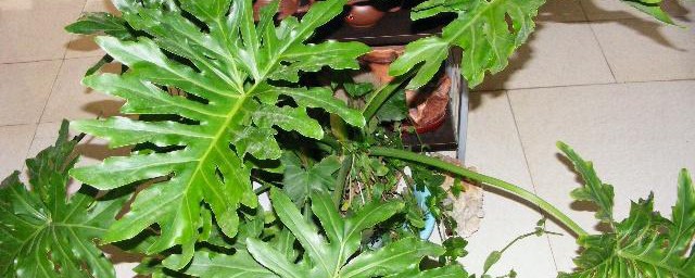 花卉春雨的养殖技巧 春雨怎样养