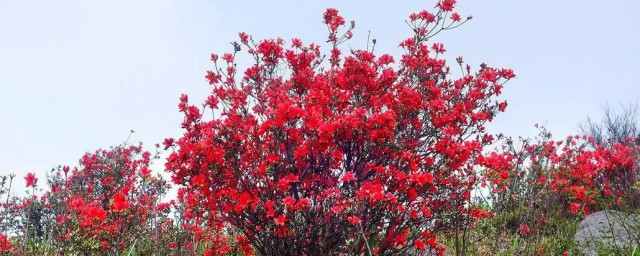 杜鹃花的象征意义 杜鹃花有什么象征意义