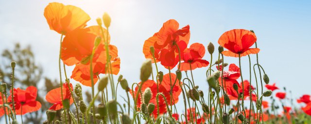 广州花市都有什么花 广州花市都有哪些花