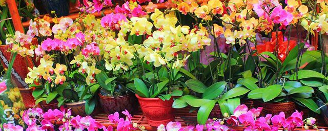 广州花市简介 关于广州花市的简介