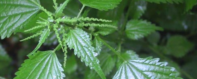 蝎子草作用与功效 蝎子草简介