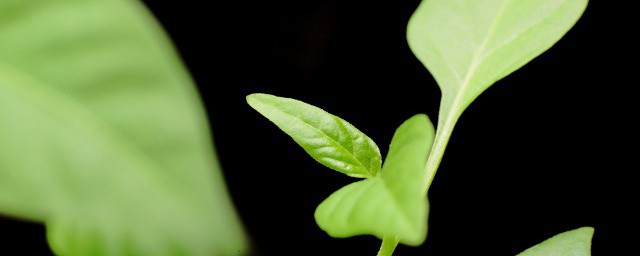 为什么植物绝大多数都是绿色的 大多数植物颜色是绿色的原因