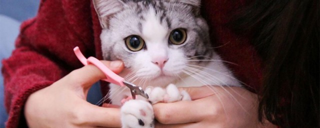 怎样给猫剪指甲 猫指甲怎样剪