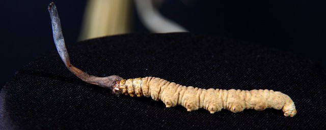 虫草保存适合什么样的温度 冬虫夏草怎样样保存好