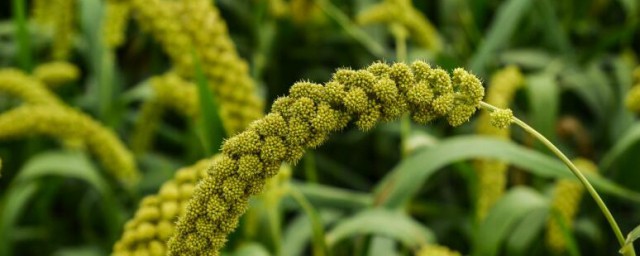 小米种植技巧和技术 小米种植技巧和技术简单简介